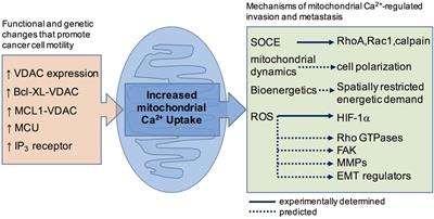 The Regulation of Tumor Cell Invasion and Metastasis by Endoplasmic Reticulum-to-Mitochondrial Ca2+ Transfer